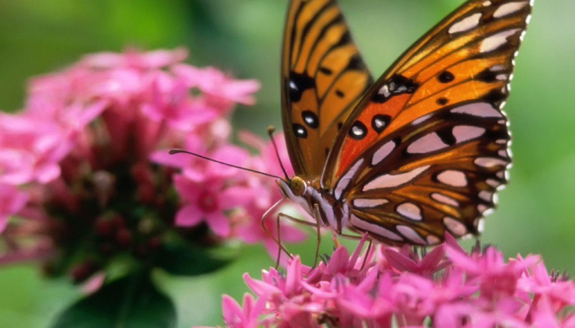 butterfly-pink-flower-butterflies-animals_289332